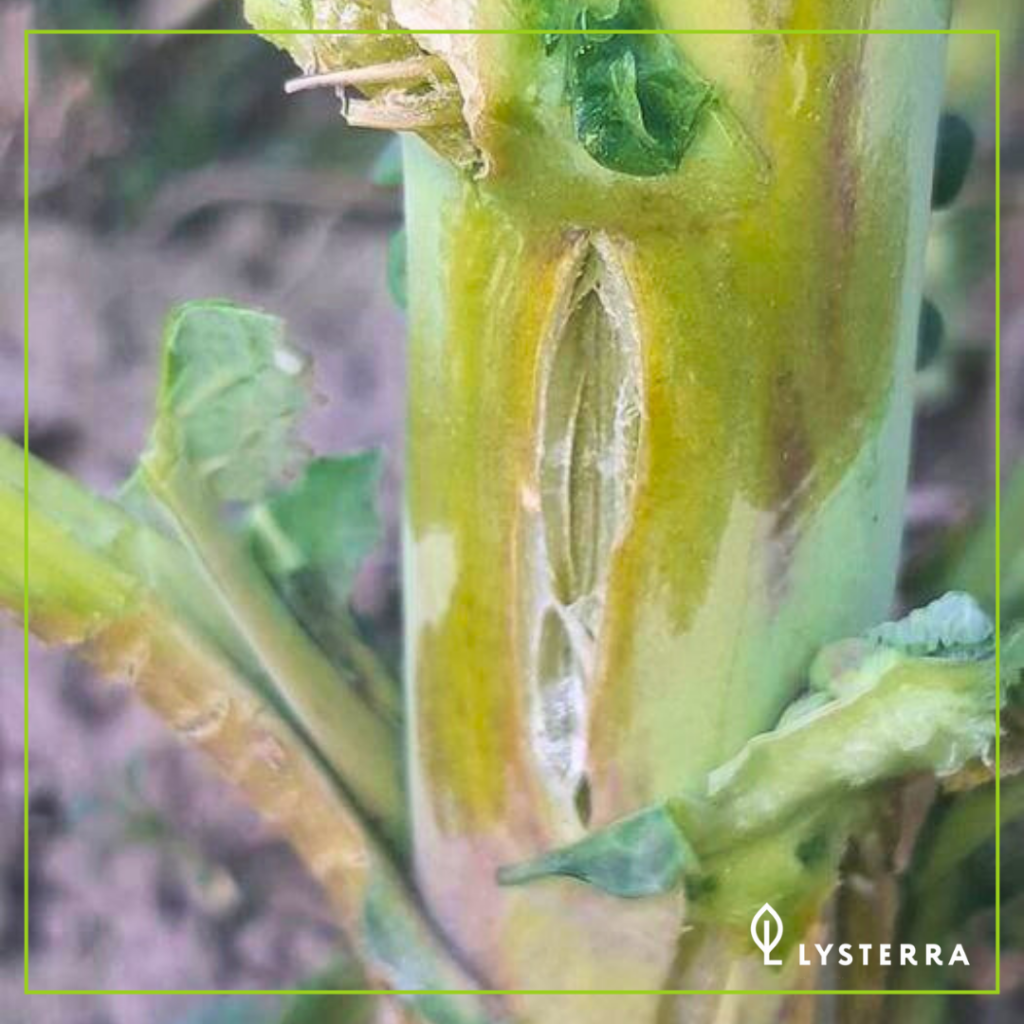 Профилактика растрескивания стеблей озимого рапса при отрицательных температурах