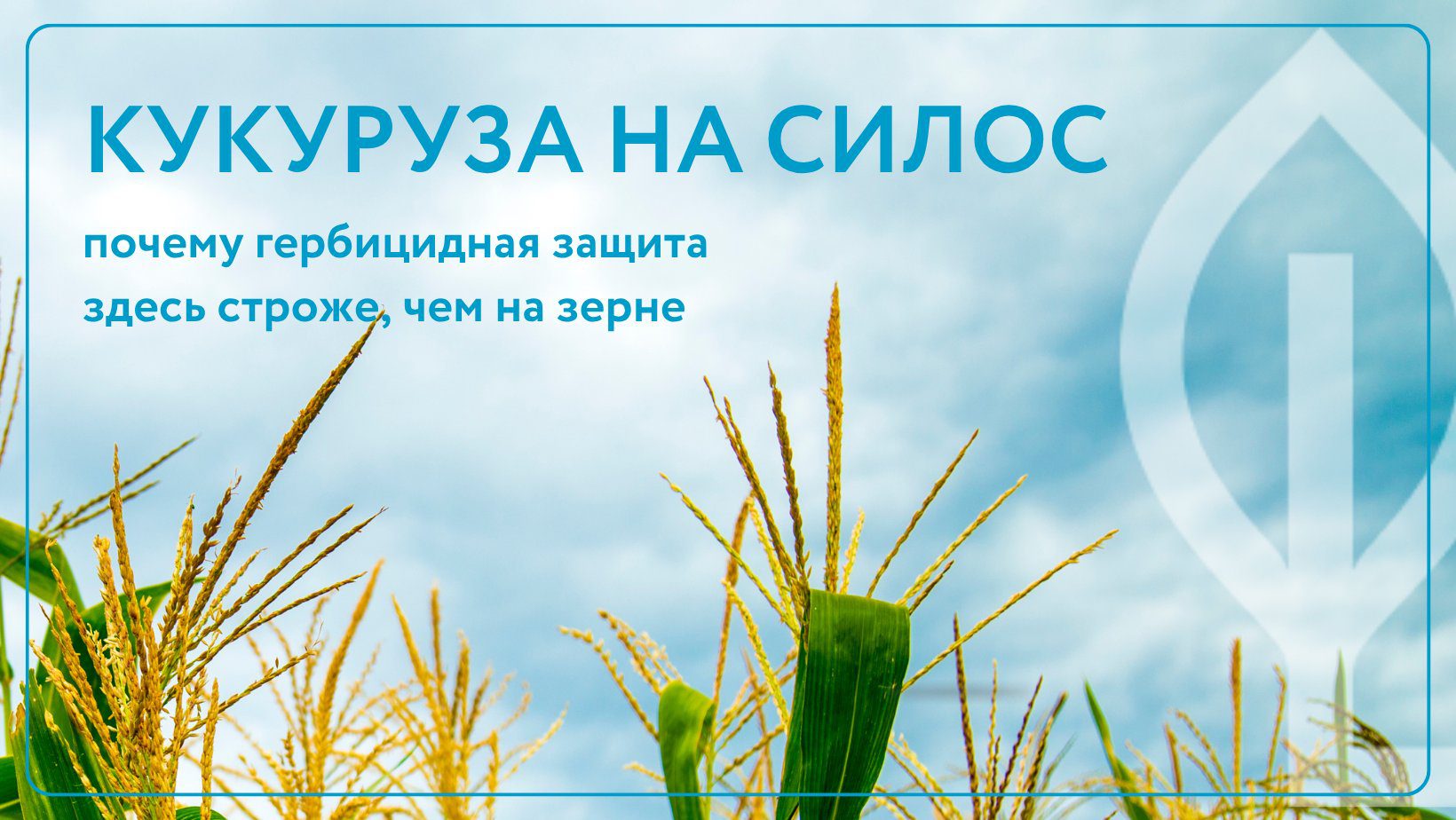 Кукуруза на силос: почему гербицидная защита здесь строже, чем на зерне