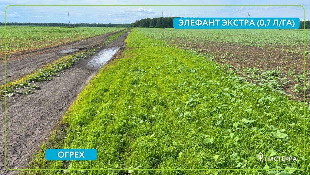Элефант Экстра против пырея: полная гибель на 12-й день
