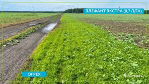 Элефант Экстра против пырея: полная гибель на 12-й день