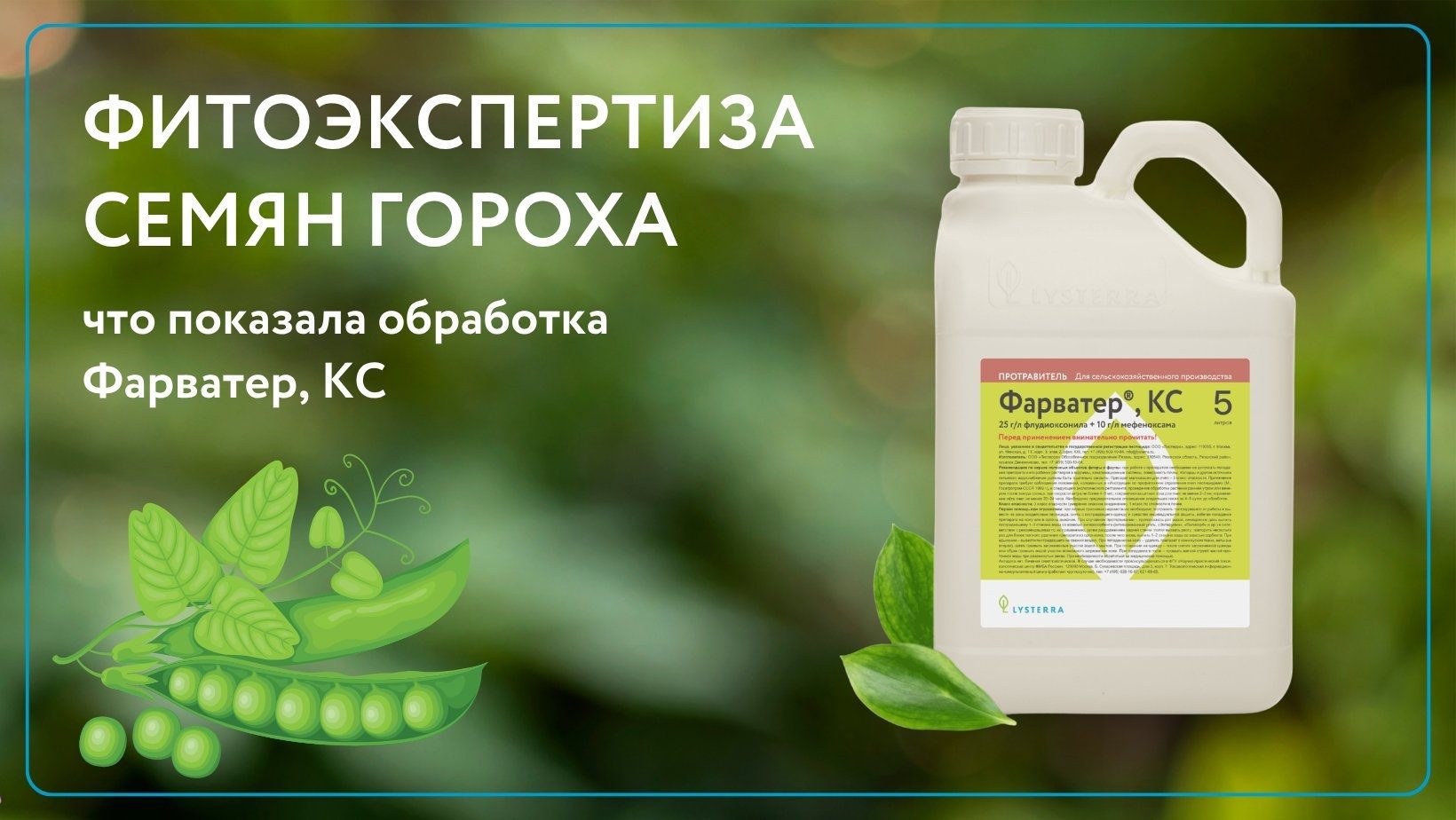 Что протравитель может и чего не может: результаты лабораторной экспертизы семян гороха