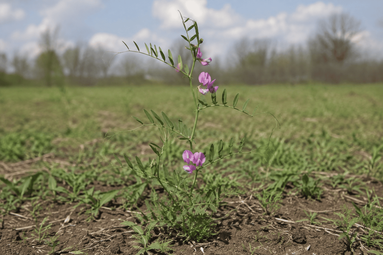 Чина клубневая (Lathyrus tuberosus) — сорное растение