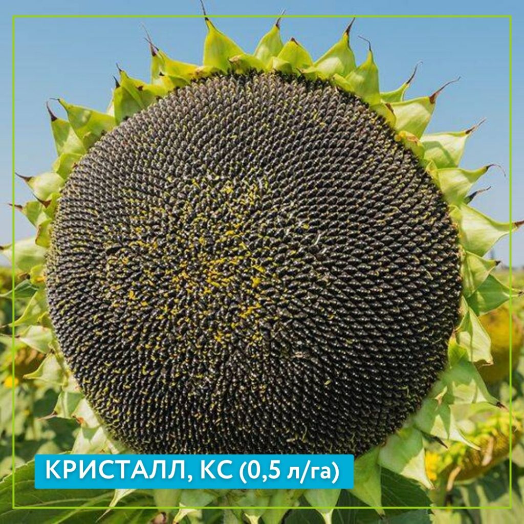 Защита корзинки подсолнечника от белой гнили препаратом Кристалл, КС