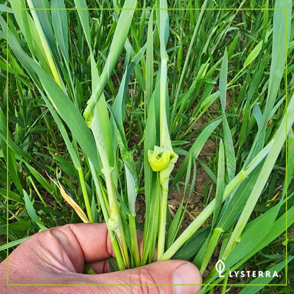 Фитотоксичность гормональных гербицидов на пшенице: риски применения в поздние фазы