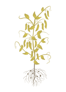 Горох 10