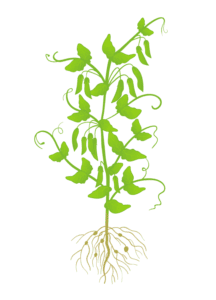 Горох 9