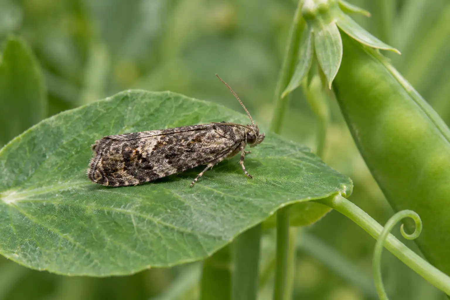 Гороховая плодожорка