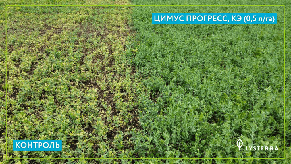 Цимус Прогресс, КЭ в посевах гороха