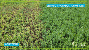 Цимус Прогресс, КЭ в посевах гороха