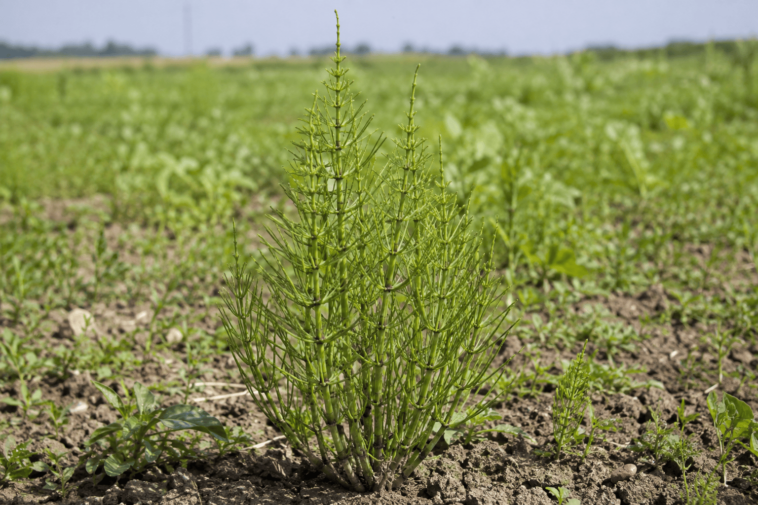 Хвощ полевой (Equisetum arvense) — сорное растение