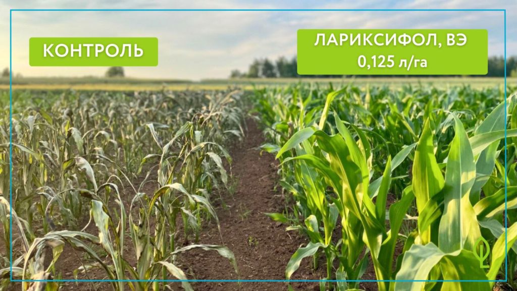 Лариксифол защитил кукурузу от стресса возвратных заморозков