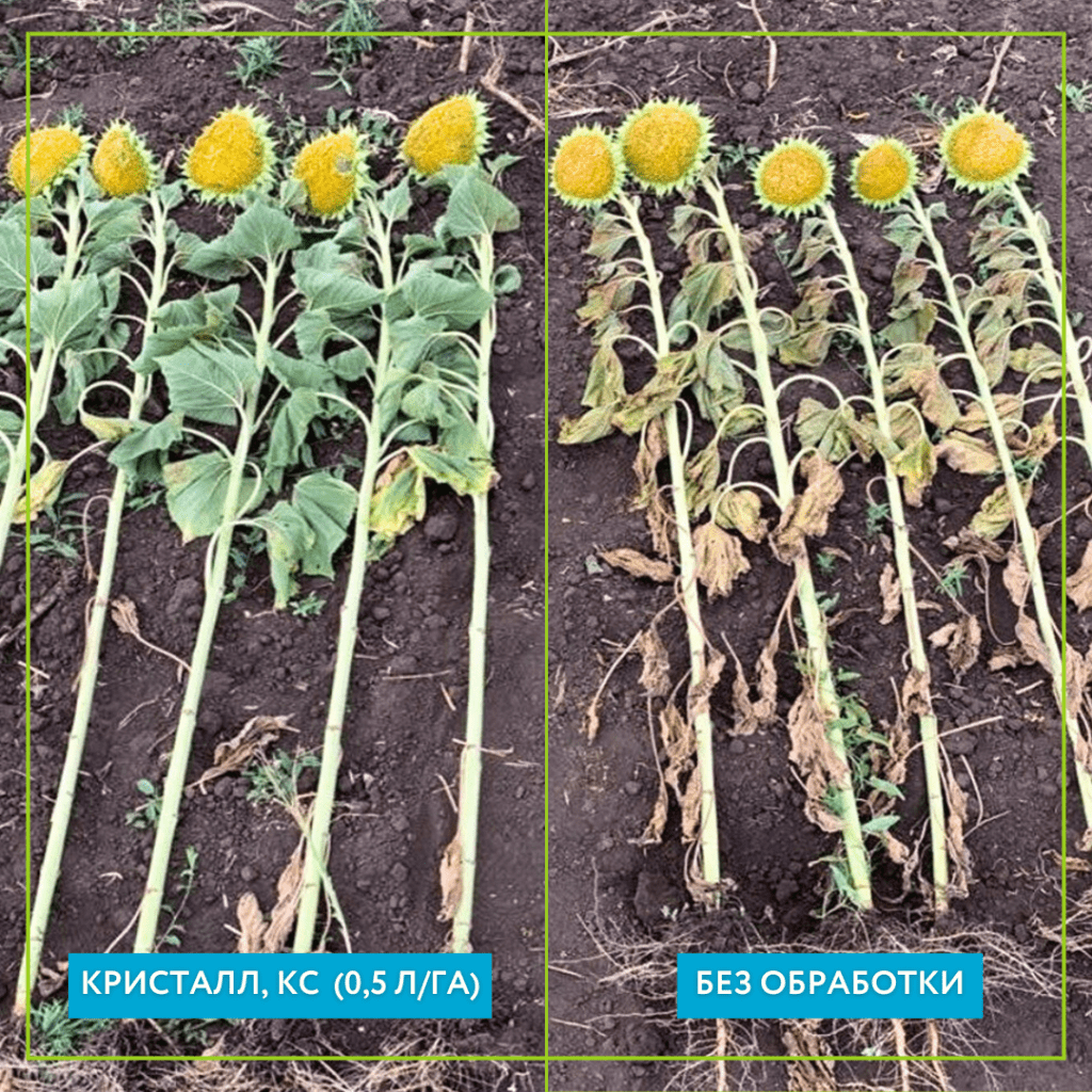 Защита подсолнечника фунгицидом Кристалл, КС