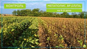Десикация сои препаратом Мегаполис, ВР