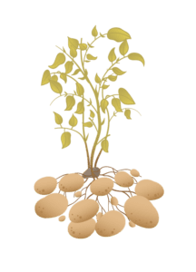 Картофель 11