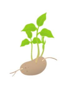 Картофель 5