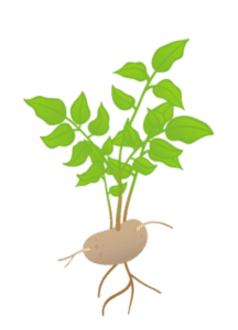 Картофель 6