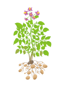 Картофель 9