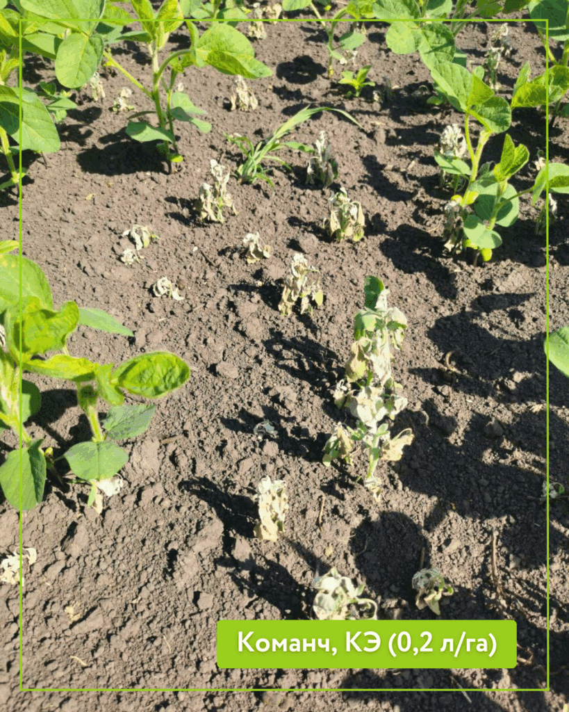Соя. Результат применения гербицида Команч, КЭ