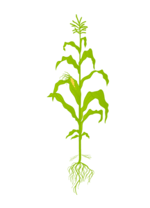 Кукуруза 11