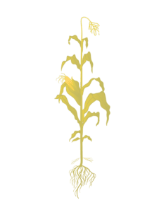 Кукуруза 12