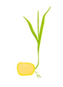 Кукуруза 3