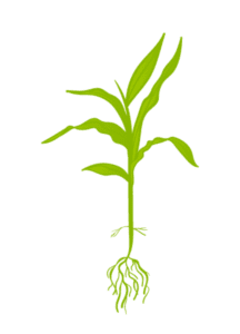 Кукуруза 5