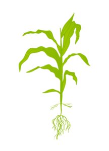 Кукуруза 6