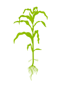 Кукуруза 7