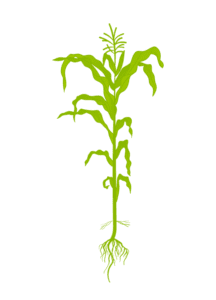 Кукуруза 8