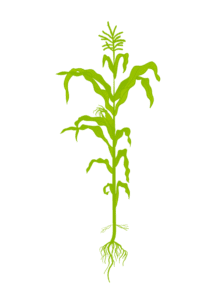 Кукуруза 9