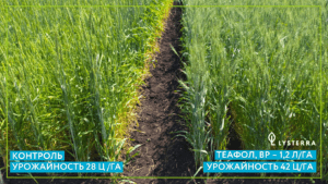 Опыт применения регулятора роста Теафол, ВР на озимой пшенице