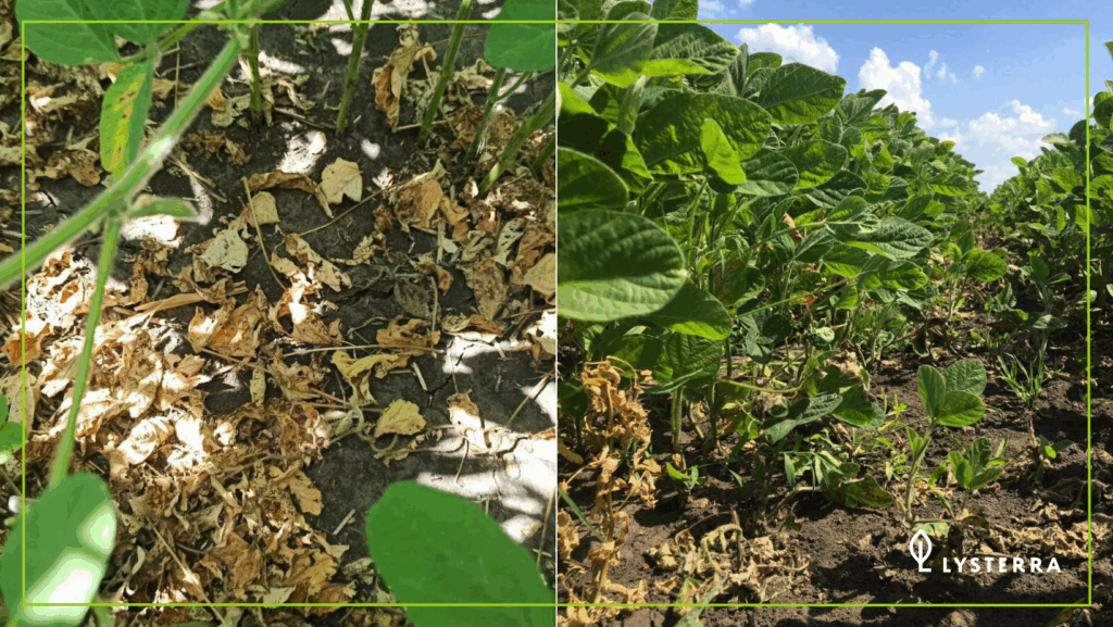 Соя. Контроль двудольных сорняков гербицидом Сиквел, ВР (фомесафен 250 г/л)