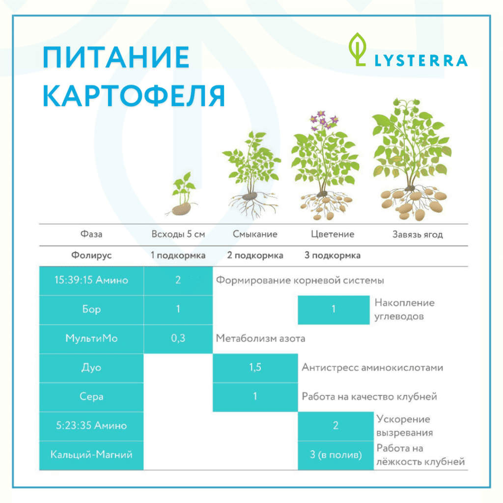 Питание картофеля «под ключ».