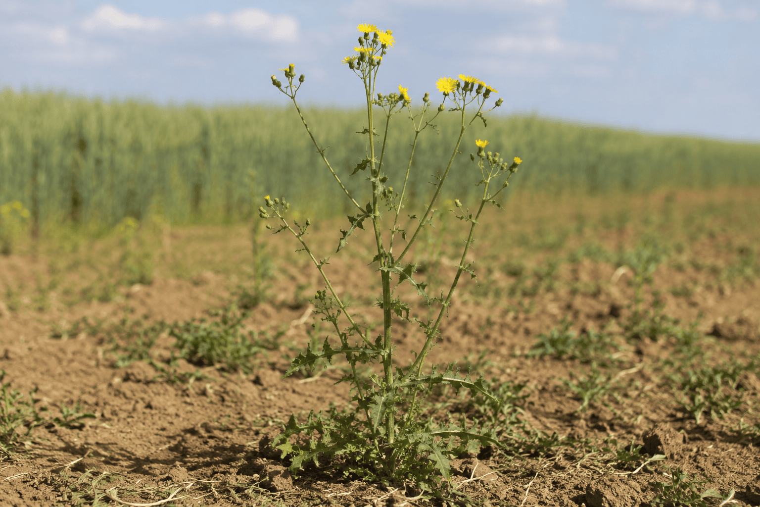 Осот полевой (Sonchus arvensis) — сорное растение