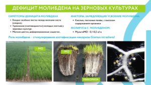 Дефицит молибдена на зерновых культурах
