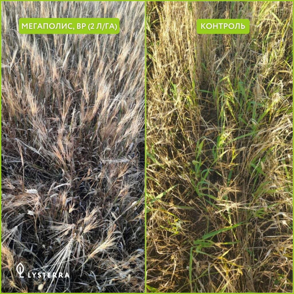 Кейс из поля: десикация пшеницы перед уборкой