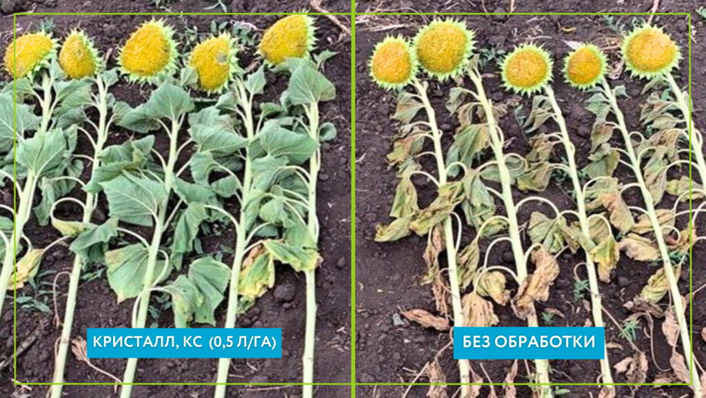 Защита подсолнечника фунгицидом Кристалл, КС