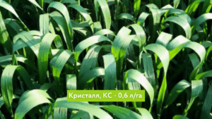 Кристалл, КС на озимой пшенице — контроль/результат