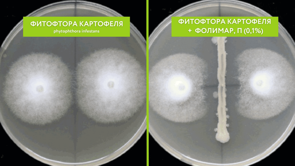 Исследование эффективности биопрепарата Фолимар, П