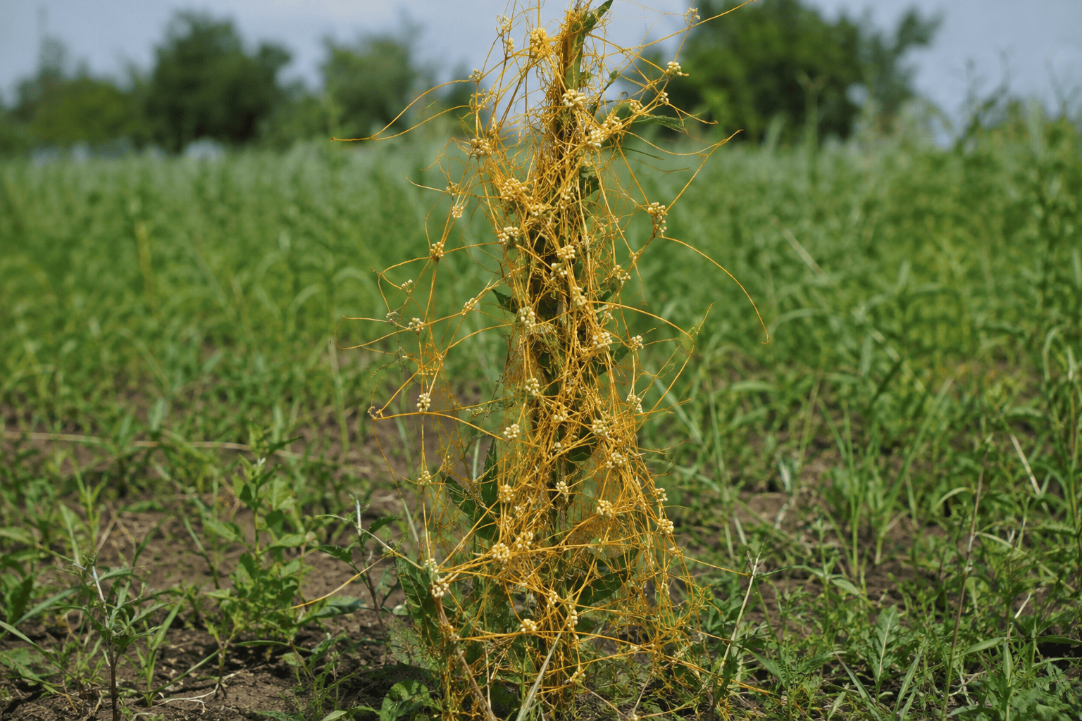 Повилика полевая (Cuscuta campestris) — сорное растение