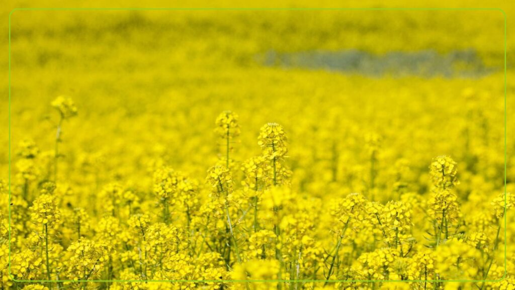 Рапс яровой: вредители по фазам — кого ждать и чем отвечать