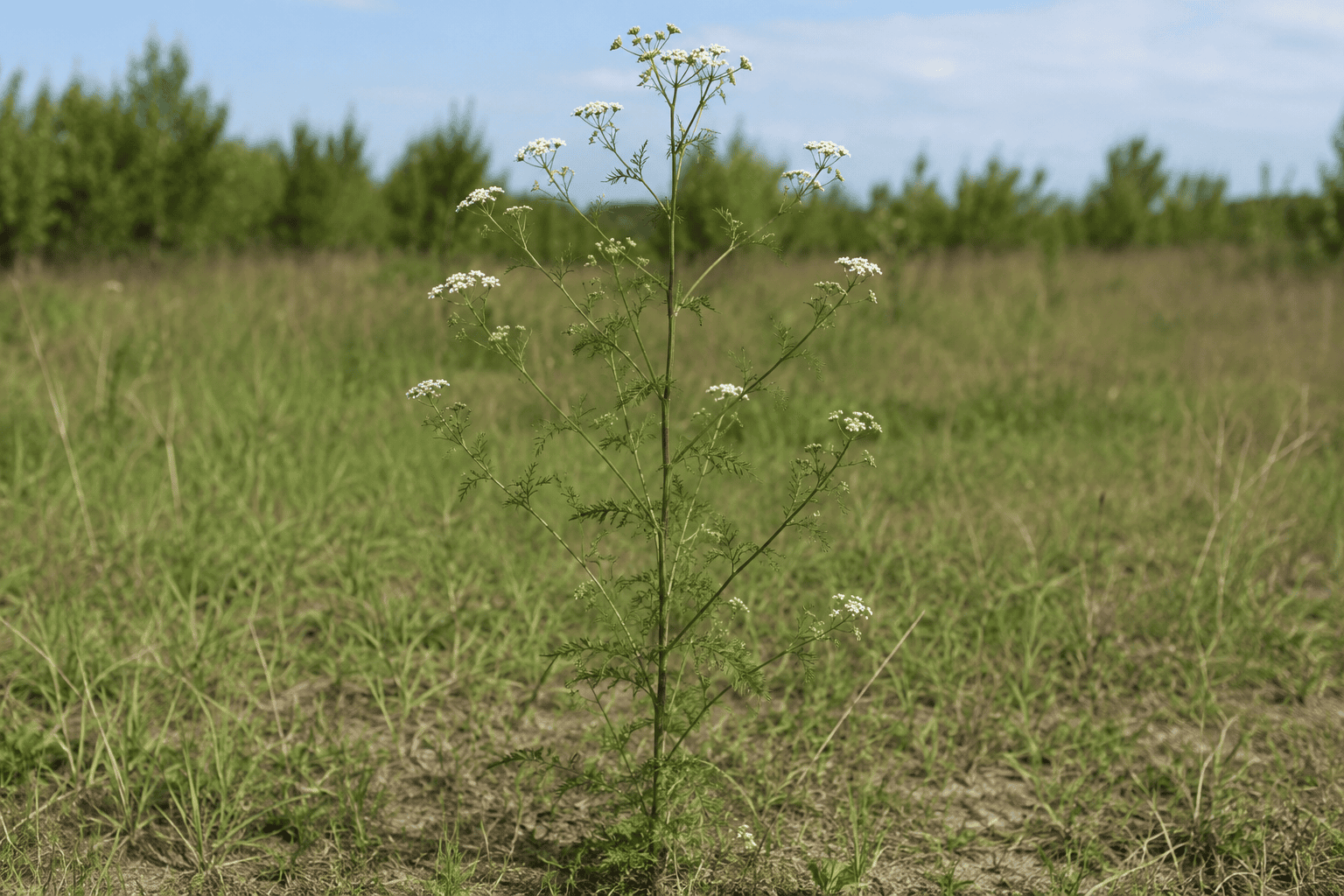 Резак обыкновенный (Falcaria vulgaris) — сорное растение