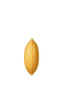 Рис ВВСН 0