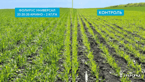 Фолирус Универсал 20:20:20 Амино на озимой пшенице