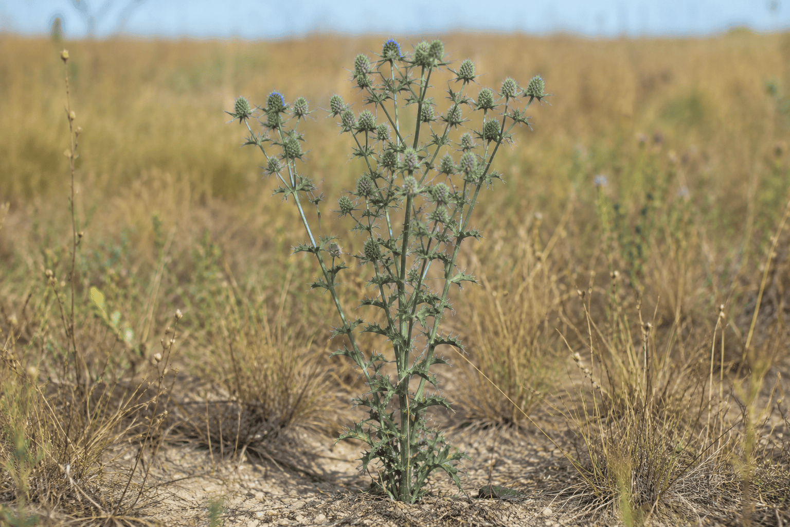 Синеголовник полевой (Eryngium campestre) — сорное растение