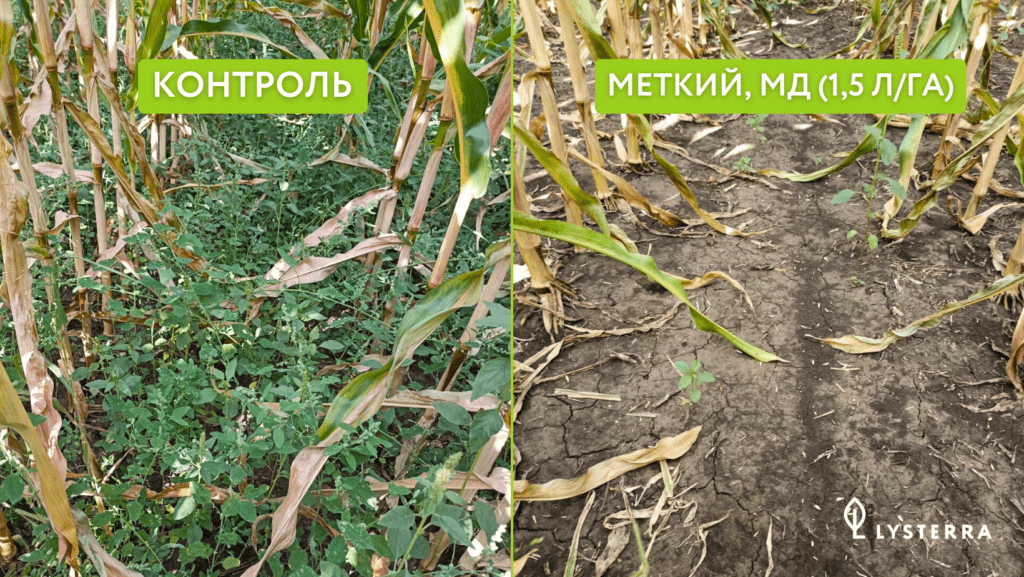 Меткий, МД в посевах кукурузы
