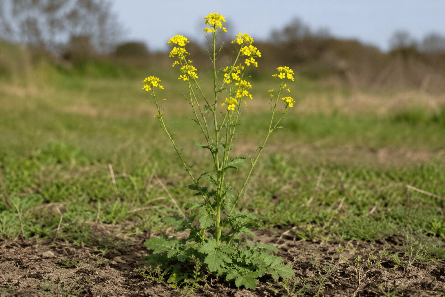 Сурепка обыкновенная (Barbarea vulgaris) — сорное растение