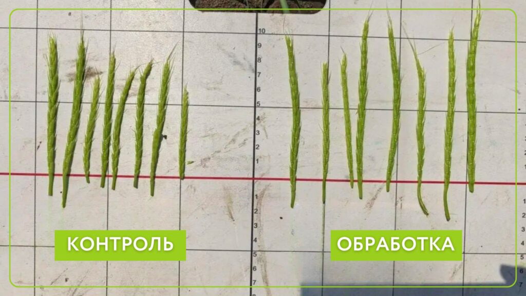 Опыт на озимой пшенице в хозяйстве Центральной зоны Краснодарского края