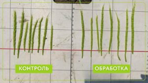 Опыт на озимой пшенице в хозяйстве Центральной зоны Краснодарского края