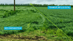 Результат применения Теафол, ВР на озимой пшенице